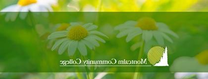 白色雏菊在草地上的照片，纯绿色覆盖着“买球网站”的字样。